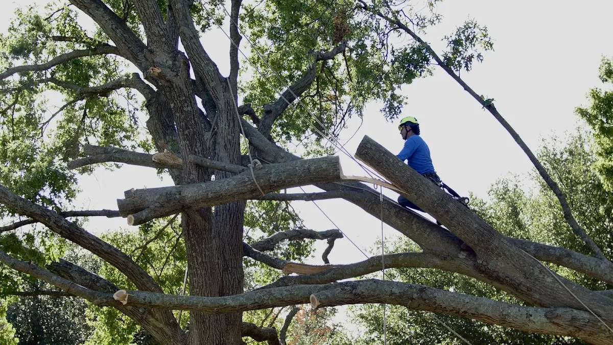 Professional Crown Thinning performed by certified arborists in Prospect Hill