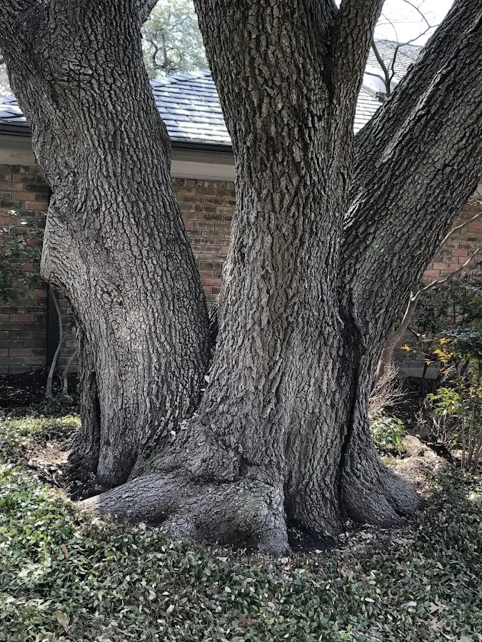 Mature heritage tree close to a Prospect Hill property cared for by certified arborists